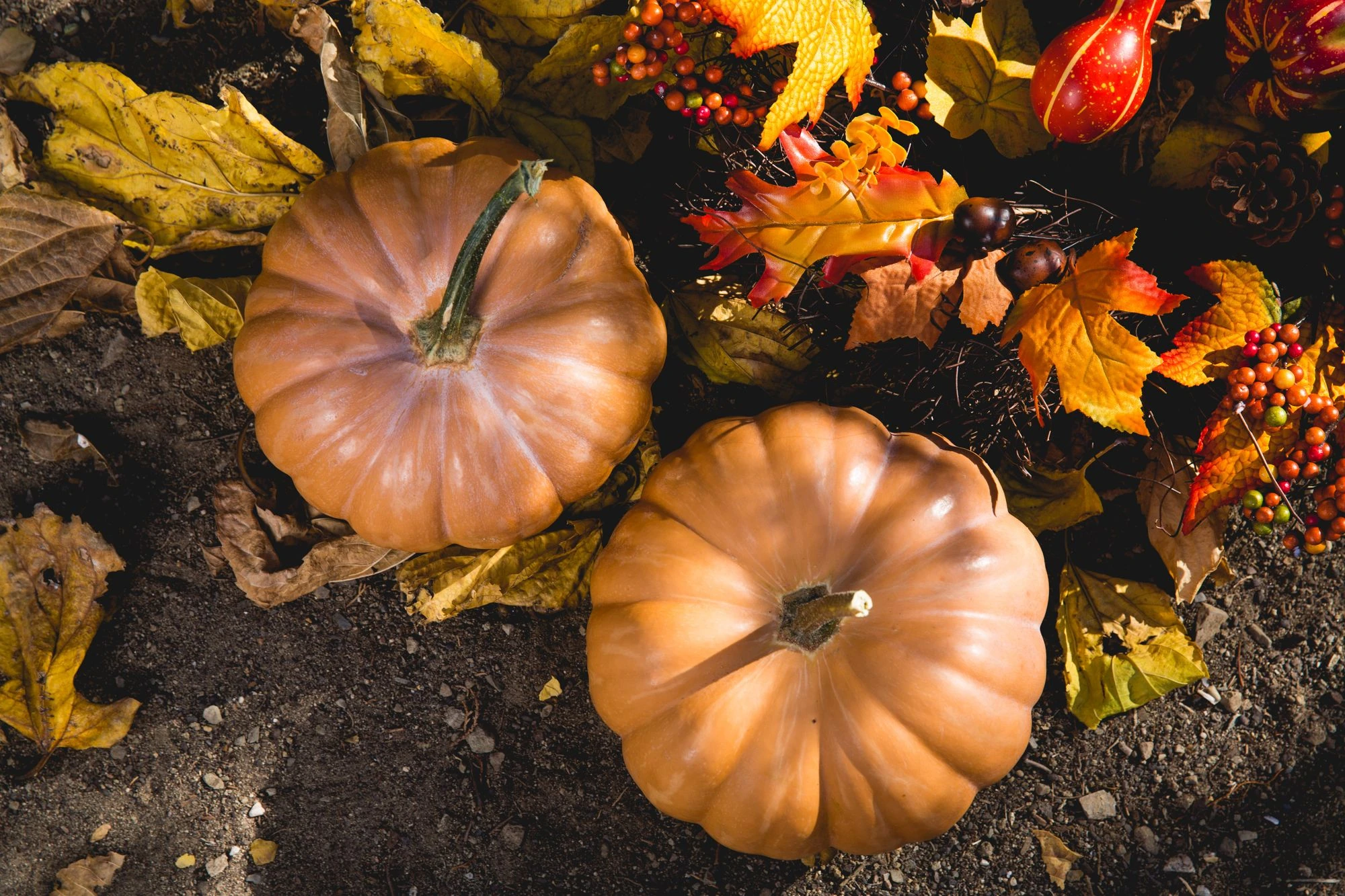Two pumpkins surrounded by autumn leaves and berries